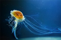 深海水母：生活在海平面两百米以下的水域（珍稀动物）
