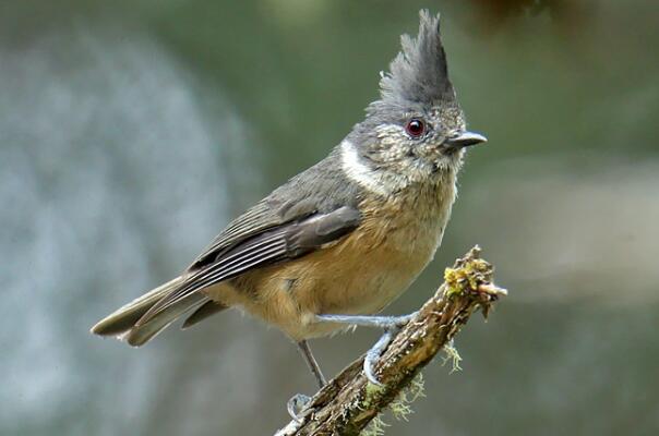 褐冠山雀：平时安静，觅食方式多样(上天下地或枝头间)