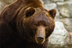 西伯利亚棕熊：俄罗斯境内的棕熊（脊髓动物门）