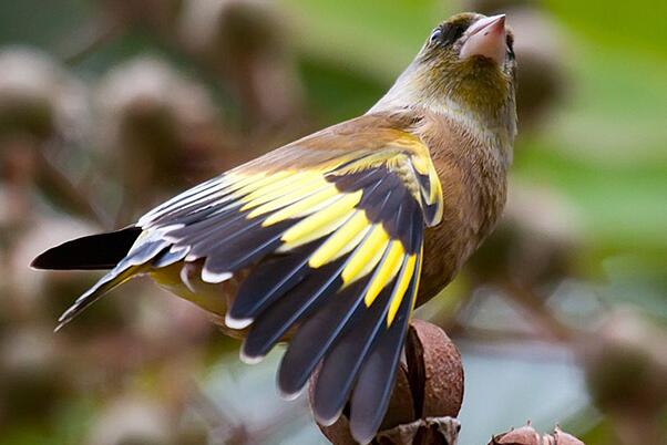 金翅雀：笼养观赏鸟，特征显著(翅膀有金黄大斑块)