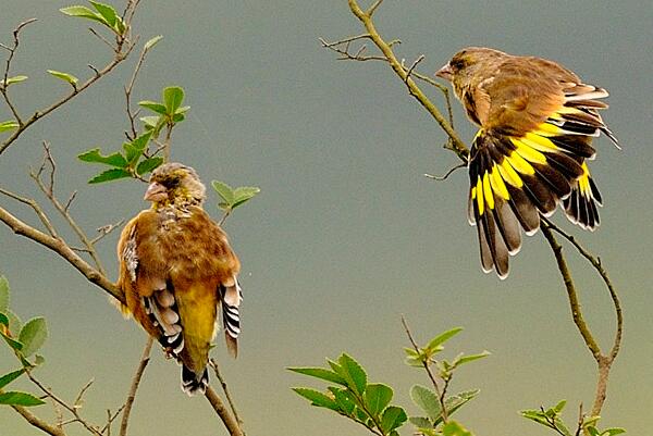 金翅雀：笼养观赏鸟，特征显著(翅膀有金黄大斑块)