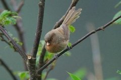 灰冠鸦雀：中国特有种，联络叫声短促(夹杂着尖细高音)
