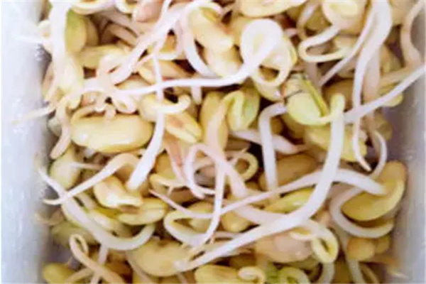 怎样生黄豆芽在家最简单的方法：有营养的豆制品（勤换水）
