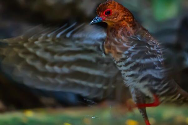 红腿斑秧鸡：有双大长腿，叫声清脆响亮(穿透力异常)