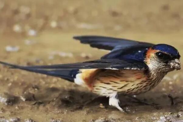 斑腰燕：飞行迅速且灵活，活动范围小(2平方公里)
