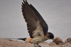 斑腰燕：飞行迅速且灵活，活动范围小(2平方公里)