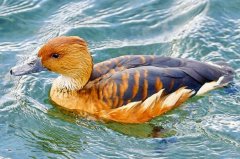 栗树鸭：中国稀有种，善于潜水(时间可达十几分钟)