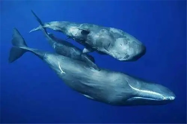 虎鲸为什么怕抹香鲸：体型比虎鲸大（小抹香鲸天敌是虎鲸）
