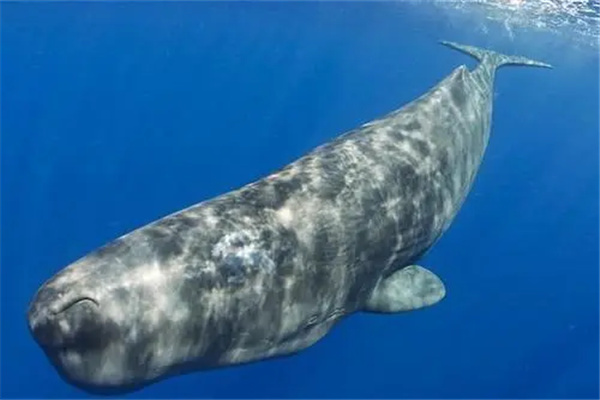 虎鲸为什么怕抹香鲸：体型比虎鲸大（小抹香鲸天敌是虎鲸）
