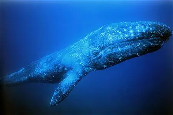 鲸鱼大小排名一览表：蓝鲸（重达240吨）