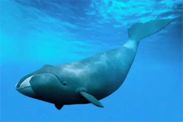 鲸鱼大小排名一览表：蓝鲸（重达240吨）