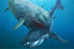 最可怕的5种鲸鱼：曾经海洋的霸主（梅尔维尔鲸体积最大）