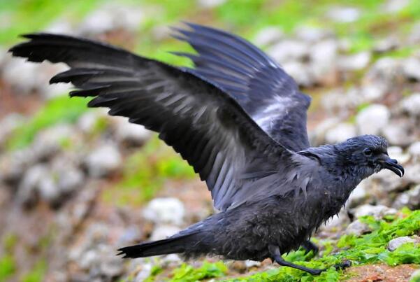 黑叉尾海燕：中国稀有种，海上活动(一般没有声音)