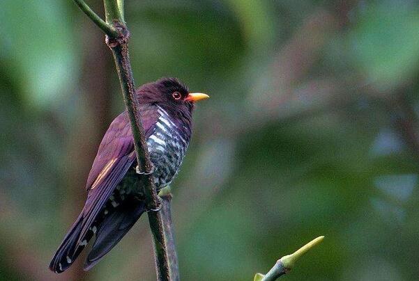 紫金鹃：一种稀有鸟类，胆子小(在树顶上面很斯文)