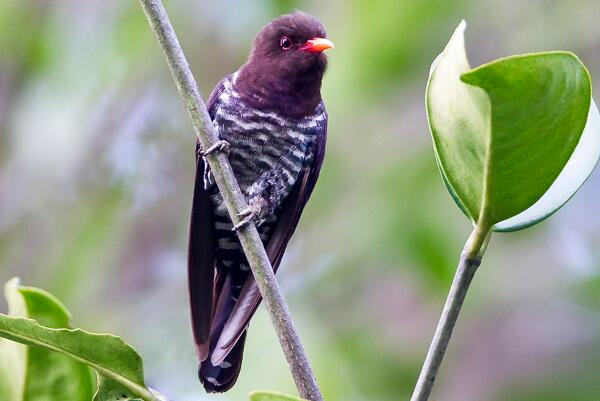 紫金鹃：一种稀有鸟类，胆子小(在树顶上面很斯文)