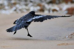 黑叉尾海燕：中国稀有种，海上活动(一般没有声音)