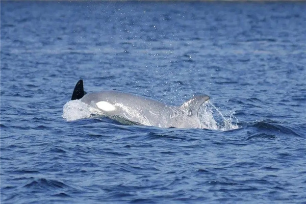 世界上最稀有的虎鲸：白化虎鲸（白斑病造成的）