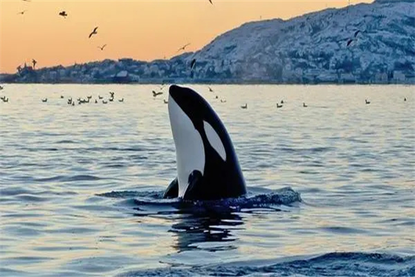为什么虎鲸身上没有寄生藤壶：虎鲸会蹭掉寄生藤壶