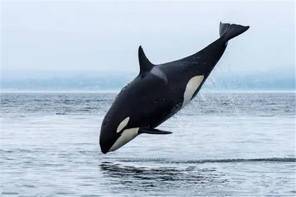为什么虎鲸不敢攻击成年蓝鲸：蓝鲸体型偏大（相互避让）