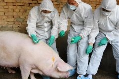 非洲猪瘟防控措施有哪些：严格管控出入情况(清洁消毒)