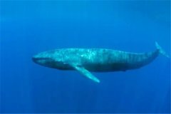 为什么虎鲸不敢攻击成年蓝鲸：蓝鲸体型偏大（相互避让）