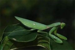 世界十大恐怖螳螂：非洲绿巨螳（十分凶猛）