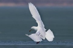 北极鸥：体色多白色，多在海上活动(繁殖期不离开海岸)