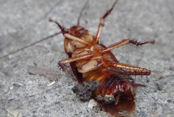 蟑螂死了为什么会翻身：肌肉无法支撑背部(为了呼吸)