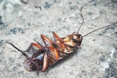 蟑螂死了为什么会翻身：肌肉无法支撑背部(为了呼吸)