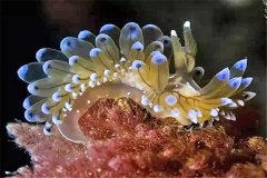 十大自愈力最强的动物：海蛞蝓（可偷取细胞）
