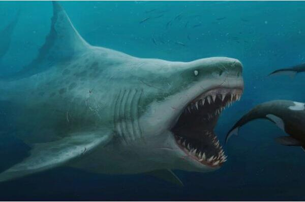 史前咬合力第一的动物：巨齿鲨(后端咬合力可达36吨)