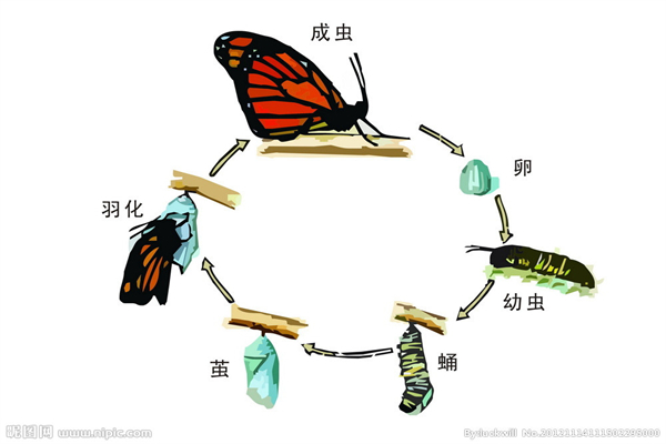 毛毛虫怎么变成蝴蝶的：破茧成蝶（幼虫逐渐长大）