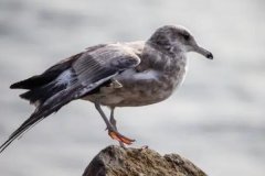灰翅鸥：不常见鸟类，食性较杂(也吃海上废物)