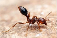 红火蚁有毒吗：毒性大(有生命危险)