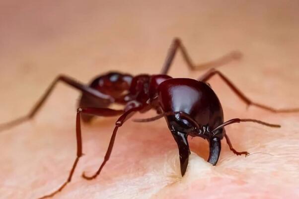 红火蚁有天敌吗：有(食蚁兽、蚤蝇、微孢子病原)