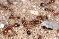 红火蚁有天敌吗：有(食蚁兽、蚤蝇、微孢子病原)