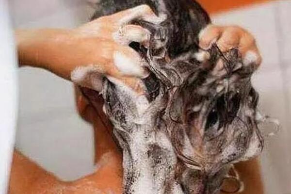 夏天几天洗一次头发最好：隔天一次(油性发质)
