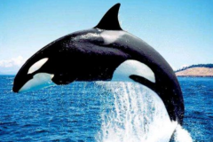 哪种动物没有天敌：虎鲸是海洋霸主(安第斯神鹫空中霸主)