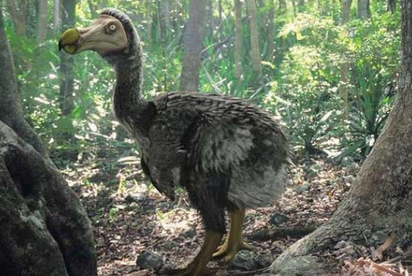 世界上还有渡渡鸟的标本吗：保存最完好的骸骨(440万美元)