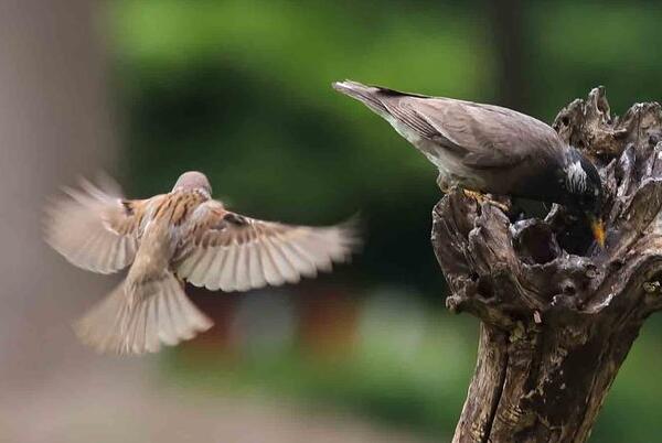 灰椋鸟：鸣叫声单调，群体意识强(一只起飞其他跟着)