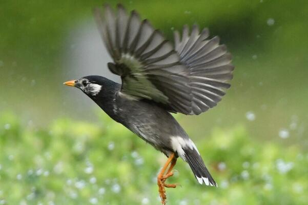 灰椋鸟：鸣叫声单调，群体意识强(一只起飞其他跟着)