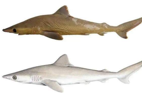 2021宣布灭绝的动物：加尔帕伪溪蝾螈(七绝真鲨发现时已灭绝)