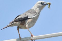 灰头椋鸟：进食吱吱叫声，长约17厘米(羽色主灰色)