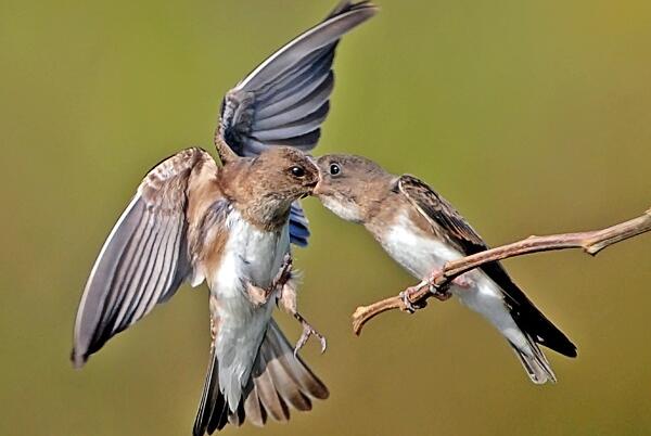 褐喉沙燕：叫声是细弱喘息声，常在空中飞行(嘴巴捕食)