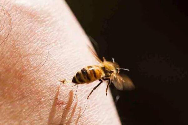 为什么蜜蜂蛰人后会死：丧失重要内脏(2到3小时死亡)