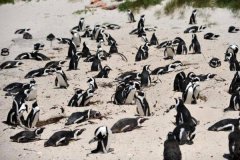 非洲企鹅被蜜蜂蛰死：63只企鹅无外伤死亡(遭群蜂攻击)
