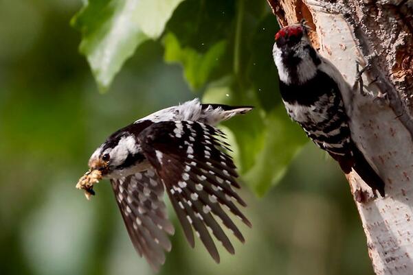 小斑啄木鸟：长仅13厘米，喜新厌旧(不用旧巢)