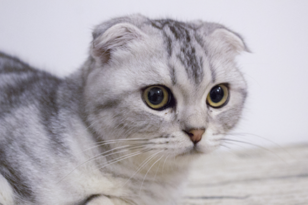 折耳猫为什么不能养：有遗传病的猫(先天性骨骼疾病)