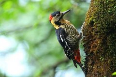 黄颈啄木鸟：少去高处，长仅21厘米(雌鸟后脑勺无红)