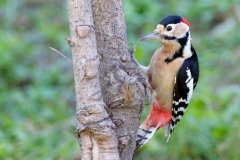 赤胸啄木鸟：胸部有红斑，主吃昆虫(吃完一棵树虫子)